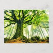 Ponthus' Beech Postkarte (Vorderseite)