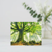 Ponthus' Beech Postkarte (Stehend Vorderseite)