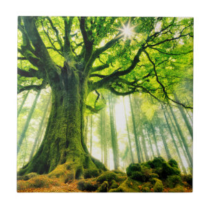 Ponthus Buche Fliese