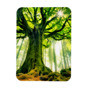 Ponthus Buche Magnet