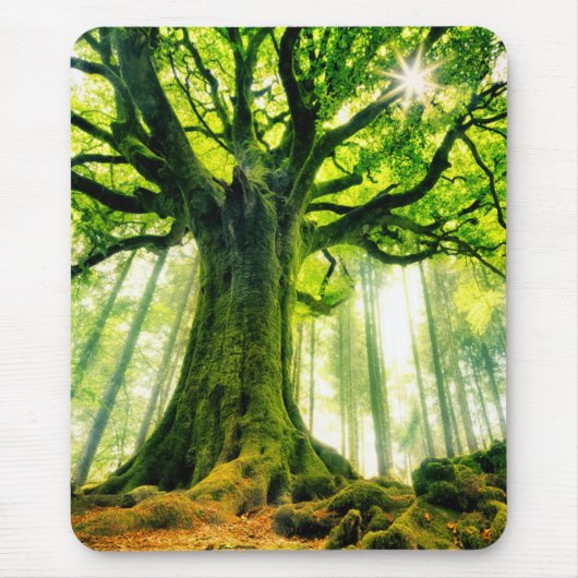 Ponthus Buche Mousepad (Vorne)