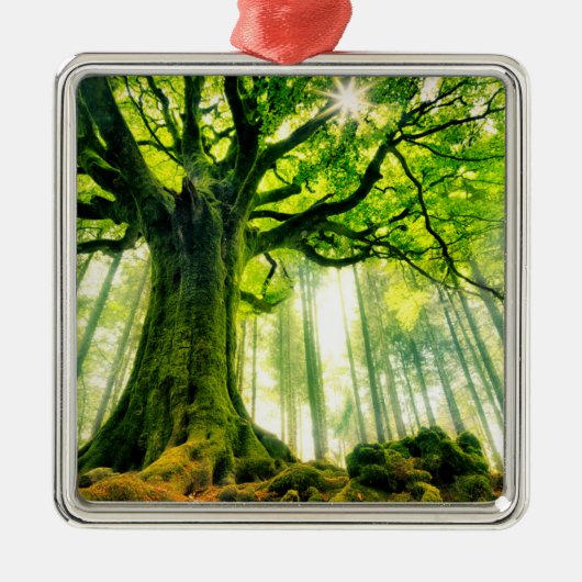 Ponthus Buche Ornament Aus Metall (Vorne)