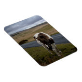 Pony auf der Straße im Dartmoor-Nationalpark Magnet (Rechte Seite)