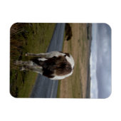 Pony auf der Straße im Dartmoor-Nationalpark Magnet (Horizontal)