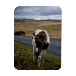 Pony auf der Straße im Dartmoor-Nationalpark Magnet