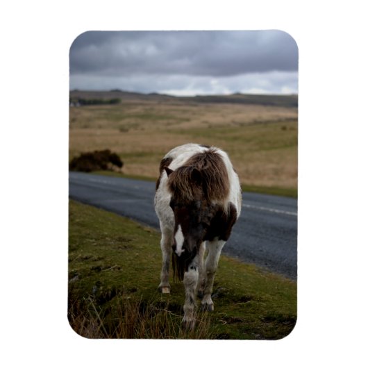 Pony auf der Straße im Dartmoor-Nationalpark Magnet (Vertikal)