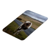 Pony auf der Straße im Dartmoor-Nationalpark Magnet (Linke Seite)