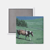 Pony auf Weide Magnet (Vorderseite/Rückseite)