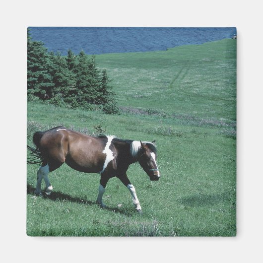 Pony auf Weide Magnet (Vorne)