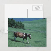 Pony auf Weide Postkarte (Vorne/Hinten)