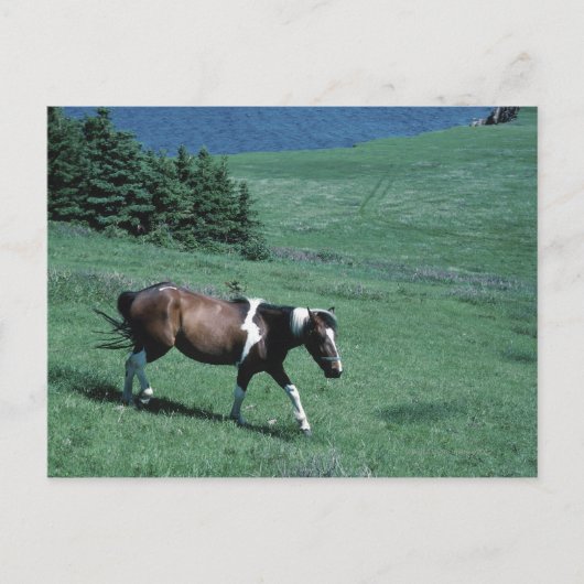 Pony auf Weide Postkarte (Vorderseite)