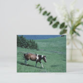Pony auf Weide Postkarte (Stehend Vorderseite)