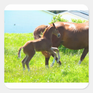 Pony Baby Foal Niedlich Quadratischer Aufkleber