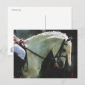 Pony bei einer Show Postkarte (Vorne/Hinten)