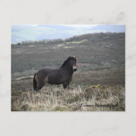 Pony Foto Exmoor National Park, Postkarte