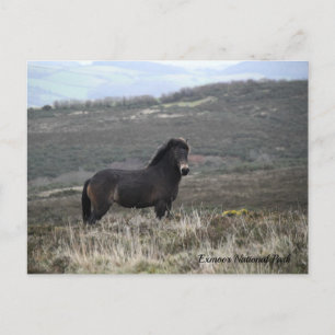 Pony Foto Exmoor National Park, Postkarte