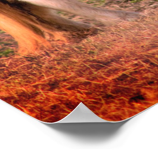 Pony Foto Poster (Ecke)