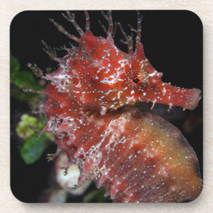 Pony-Frau Begur des Seepferd-  Getränkeuntersetzer