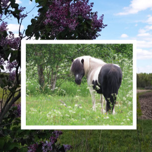 Pony, Gras und Wildblumen, schwarz und weiß Postkarte