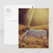 Pony grast postkarte (Vorne/Hinten)