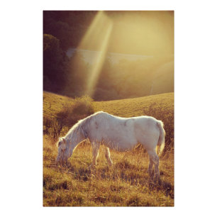 Pony Grazing Fotodruck