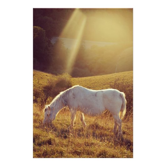 Pony Grazing Fotodruck (Vorne)