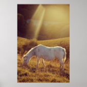 Pony Grazing Poster (Vorne)