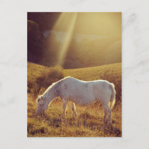 Pony Grazing Postkarte