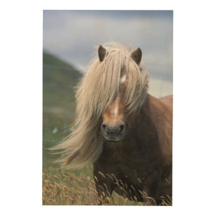 Pony Großbritanniens, Schottland, Shetland-Inseln, Holzdruck