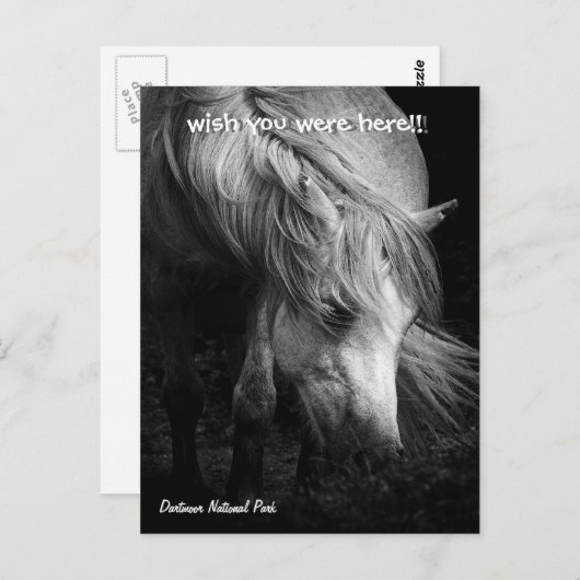 Pony Head and Mane Postkarte für Fine Art Pony (Vorne/Hinten)