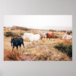 PONY HERDE IN DER HERBSTÜHLE POSTER