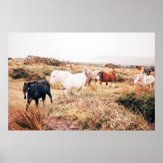 PONY HERDE IN DER HERBSTÜHLE POSTER (Vorne)