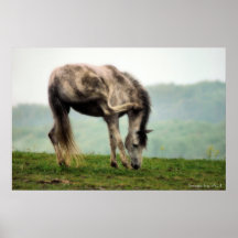 Pony im Frühjahr