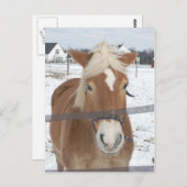 Pony im Winter Postkarte (Vorne/Hinten)