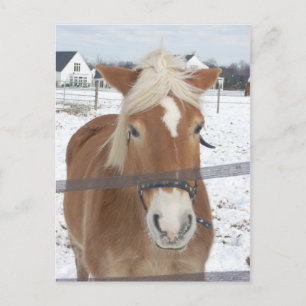Pony im Winter Postkarte