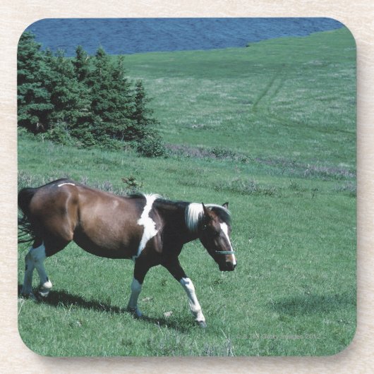 Pony in der Weide Getränkeuntersetzer (Vorderseite)