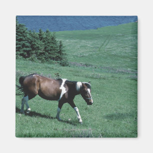 Pony in der Weide Magnet