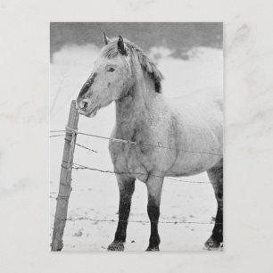 Pony in Snowstorm Postkarte