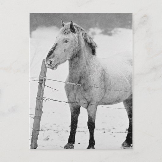 Pony in Snowstorm Postkarte (Vorderseite)