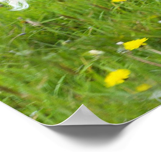 Pony in Tutu Poster (Ecke)