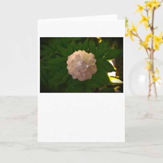 Pony, Karte (Gelbe Blume)