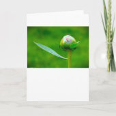 Pony, Karte (Vorderseite)