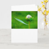 Pony, Karte (Gelbe Blume)