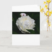 Pony, Karte (Gelbe Blume)