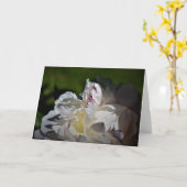 Pony, Karte (Gelbe Blume)