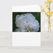 Pony, Karte (Gelbe Blume)