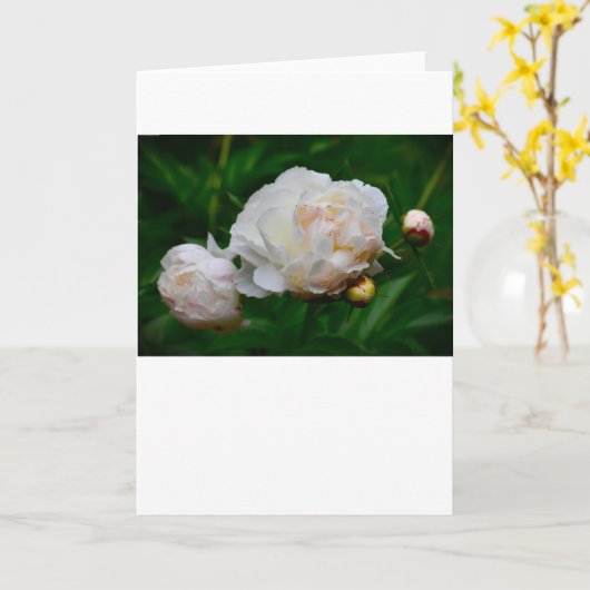 Pony, Karte (Gelbe Blume)