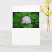 Pony, Karte (Gelbe Blume)