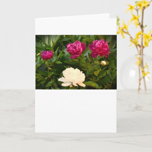 Pony, Karte (Gelbe Blume)