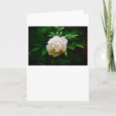 Pony, Karte (Vorderseite)